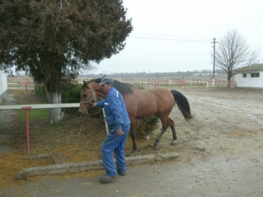 Romsilva vinde 300 de cai pe an, la un preţ mediu de 3.200 de lei
